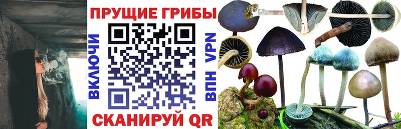 Галлюциногенные грибы Magic Shrooms  Купить закладки  Тырныауз 